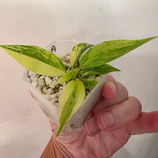 Philodendron Florida Beauty x Bob Cee Variegated – Exact Plant #3