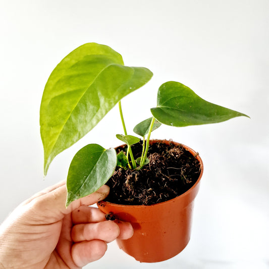 Anthurium Veitchii Houseplant 10.5cm pot (3)