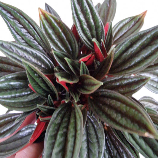 Peperomia Paper ata Rosso Houseplant 10.5cm pot