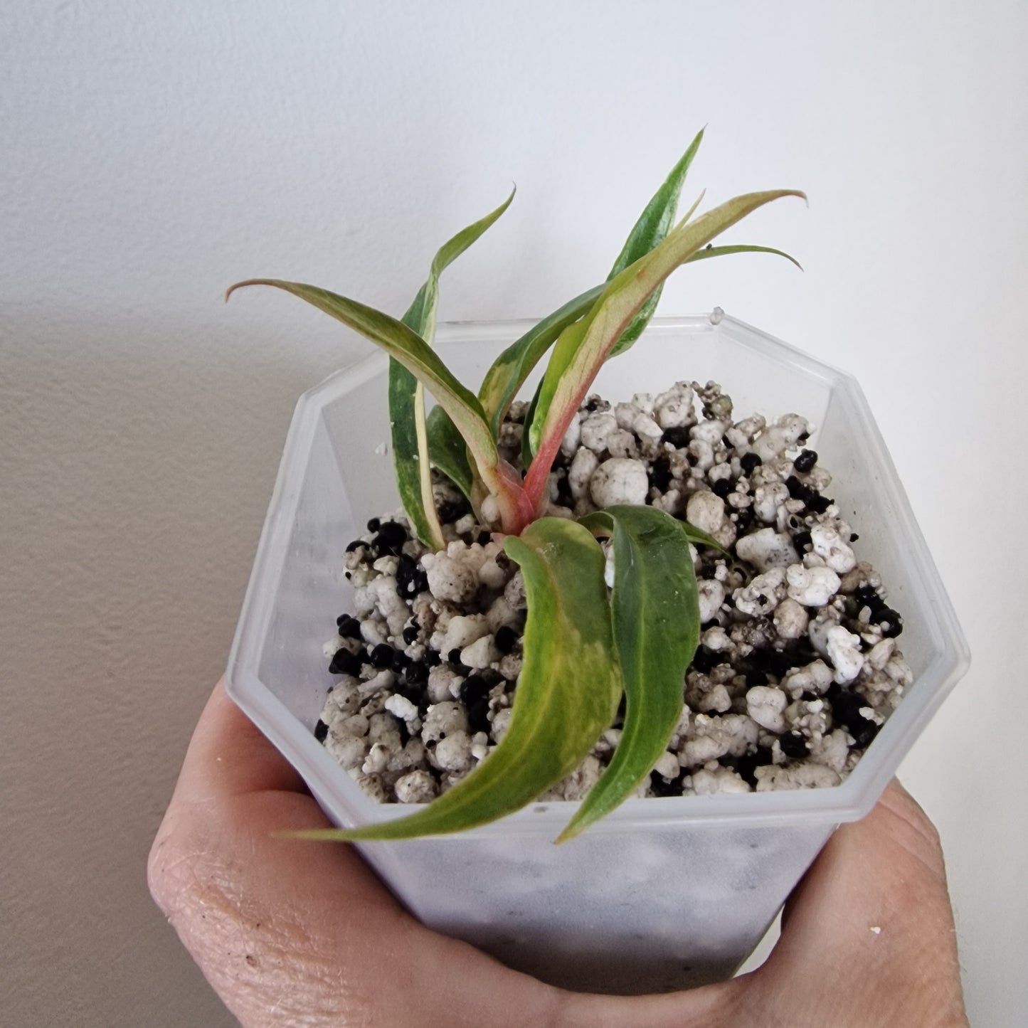 Philodendron Tortum Variegated – Young Exact Plant (#1)