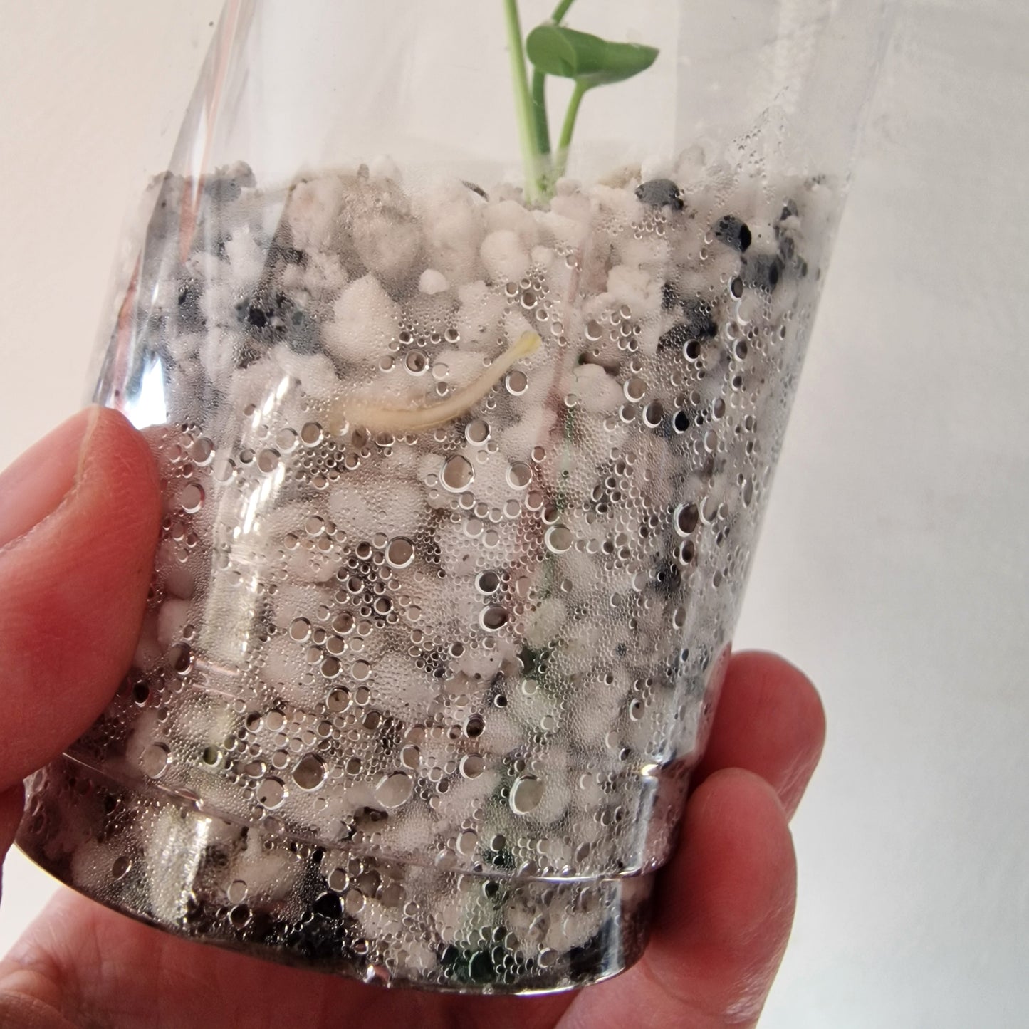 Monstera Bulbasaur – Young TC Plant (Exact Plant #2-3)