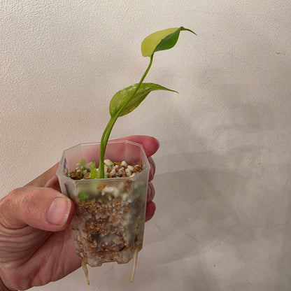 Monstera Yellow Marilyn Variegated – Exact Plant #1