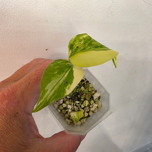 Monstera Aurea – Exact Plant No. 7 - See Description
