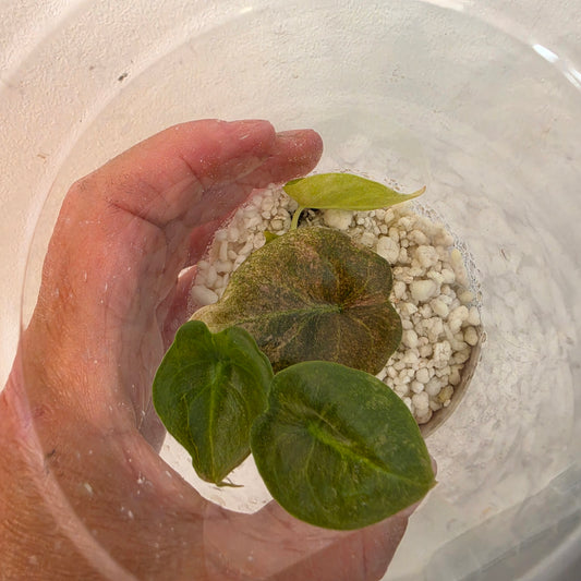Alocasia Cuprea Pink Spot – Exact Plant No. 7 - See Description