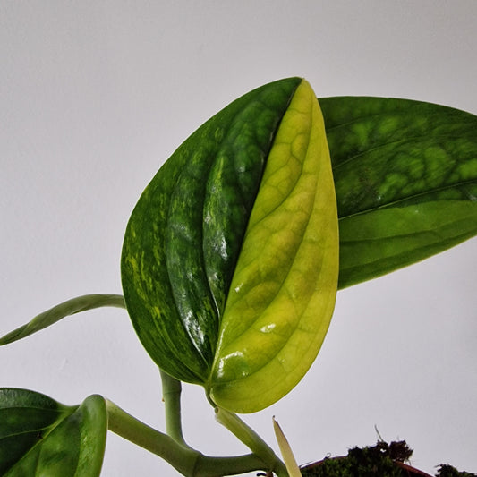 Monstera Variegated Peru Rare Houseplant 9cm pot (3)