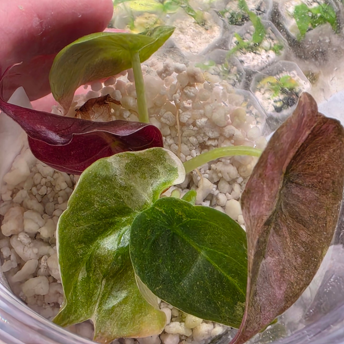Alocasia Cuprea Pink Spot Tissue Culture 🌸 see description