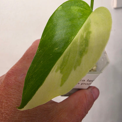 Monstera Lemon Pom Pom – Exact Plant No. 1 - See Description