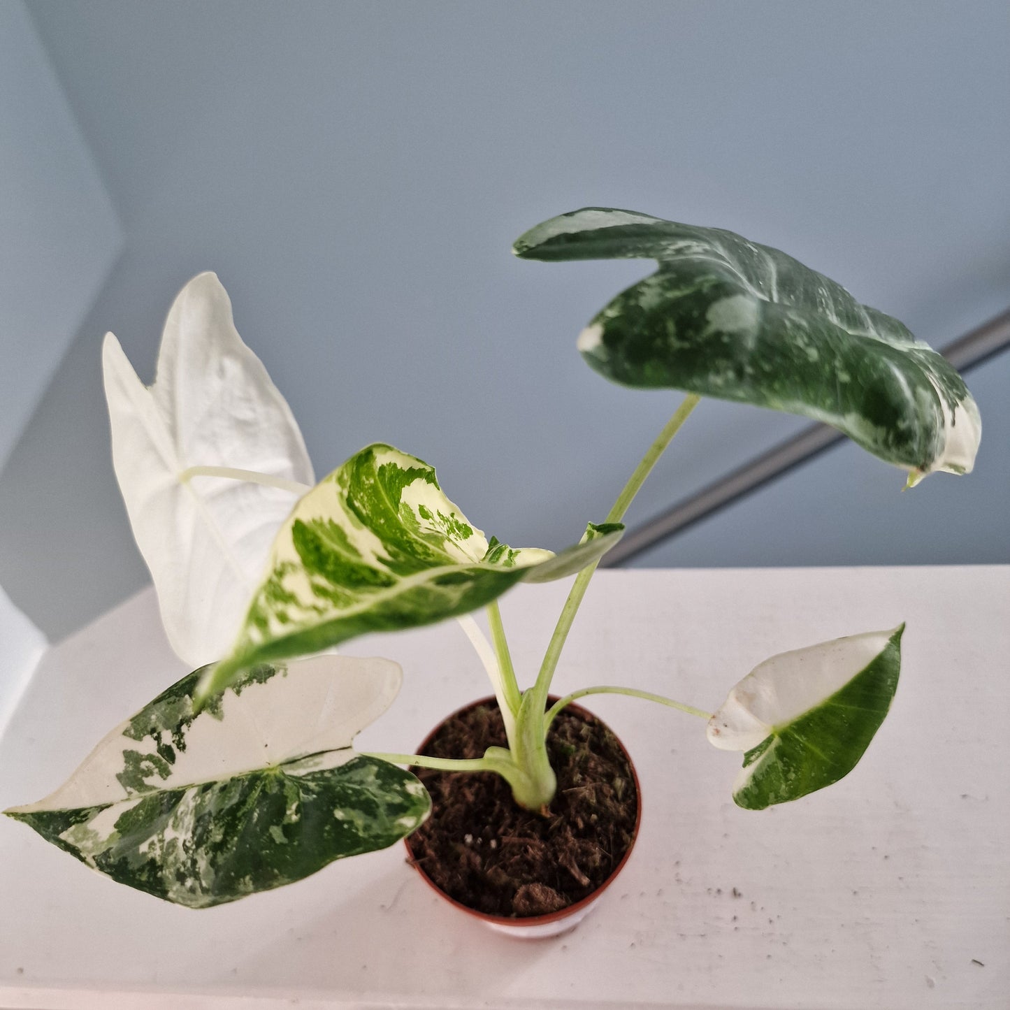 Alocasia Frydek Variegata Rare Houseplant 7cm pot