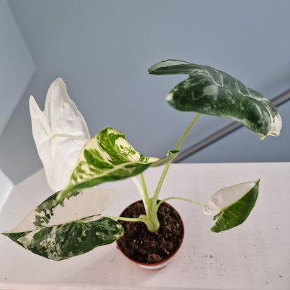 Alocasia Frydek Variegata Rare Houseplant 7cm pot