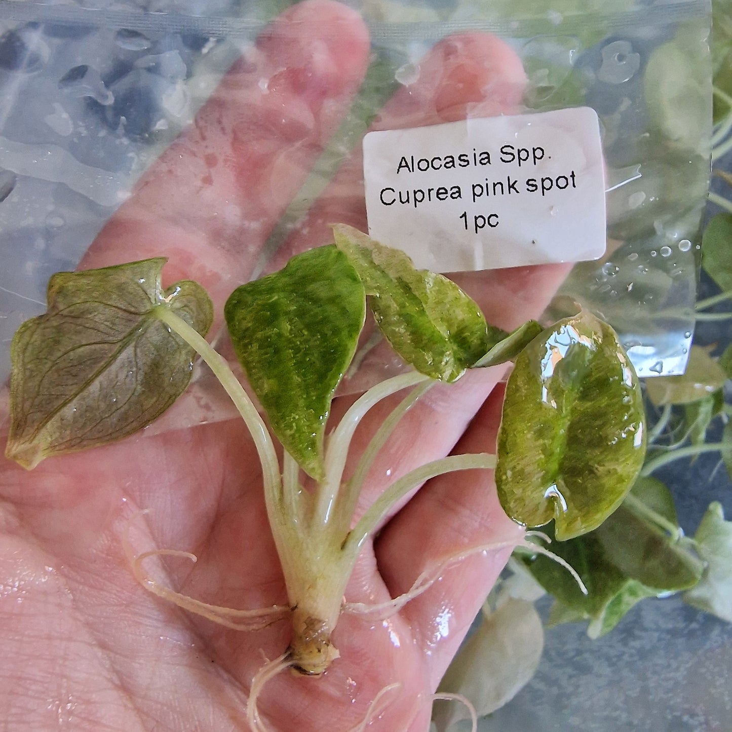 Tissue Culture Plant - Pre-order - please see description