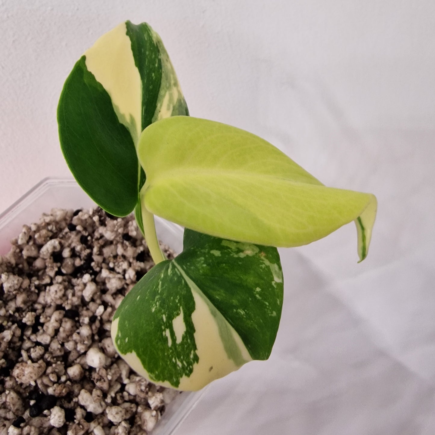 Monstera Electrolight Variegated – Exact Plant (#5)