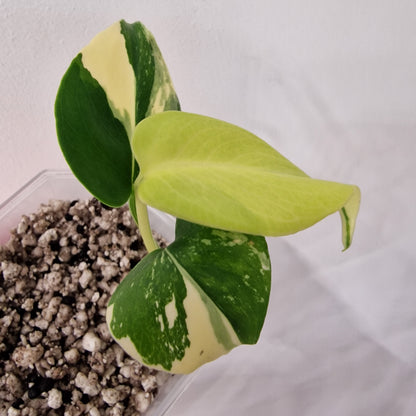 Monstera Electrolight Variegated – Exact Plant (#5)