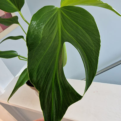 Monstera Burle Marx Flame Rare Houseplant 13cm pot (2)
