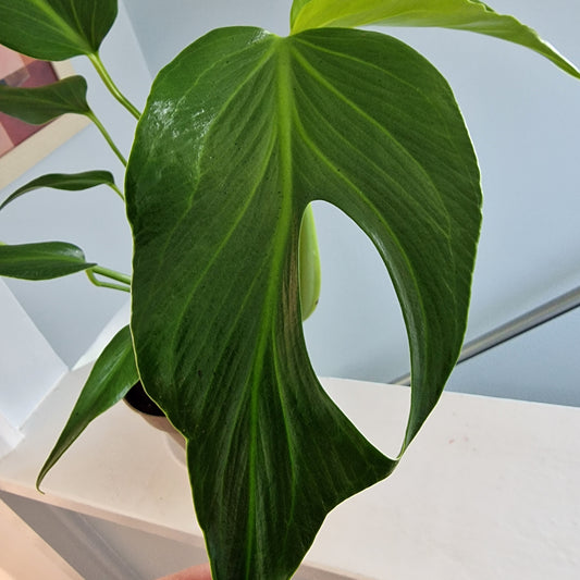 Monstera Burle Marx Flame Rare Houseplant 13cm pot (2)