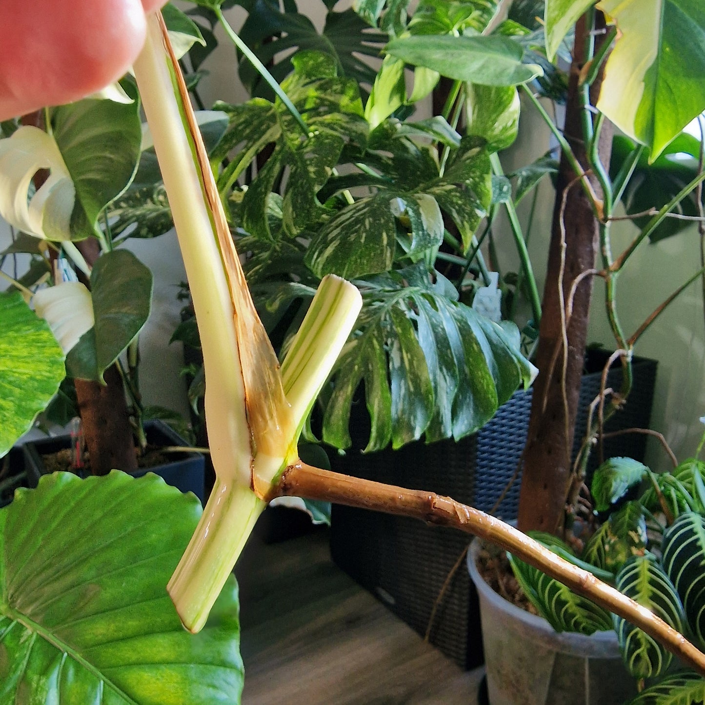 Monstera Albo Highly Variegated Middle Cutting