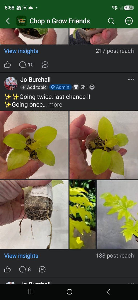 Sunday CnG Sale - Dani Philodendron Warscewiczii