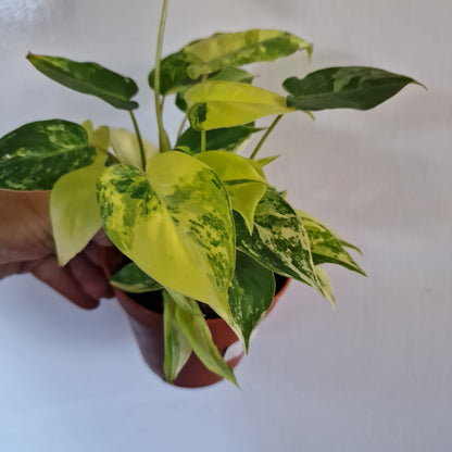 Philodendron Burle Marx Variegata Rare Houseplant 9cm pot (3)