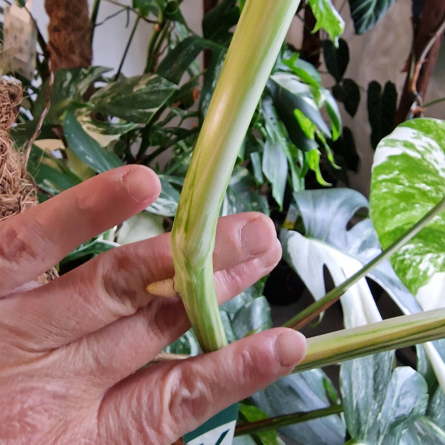Monstera Albo Top Cutting (2)