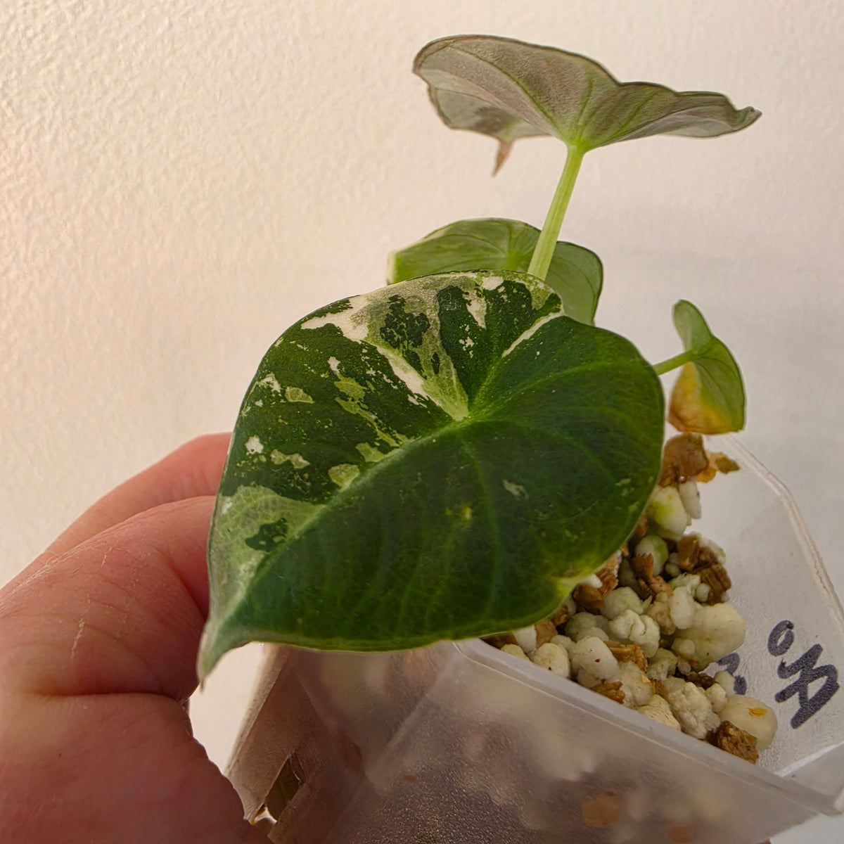 Alocasia longiloba Aurea Variegated #2
