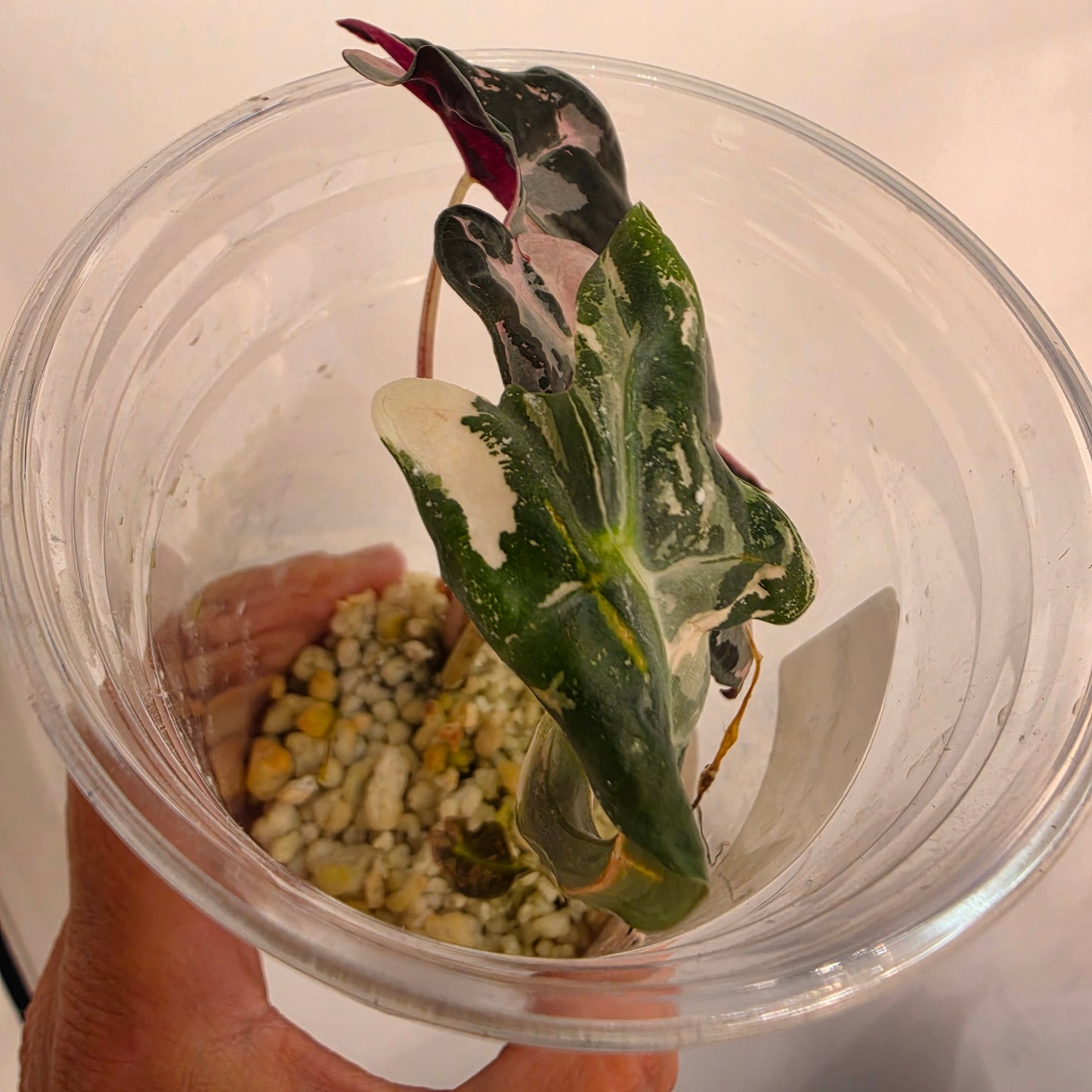 Alocasia Pink Nobilis Variegata - 🌸 see description