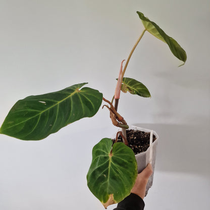 Ecuagenera Rehab Philodendron verrocosom Beauty