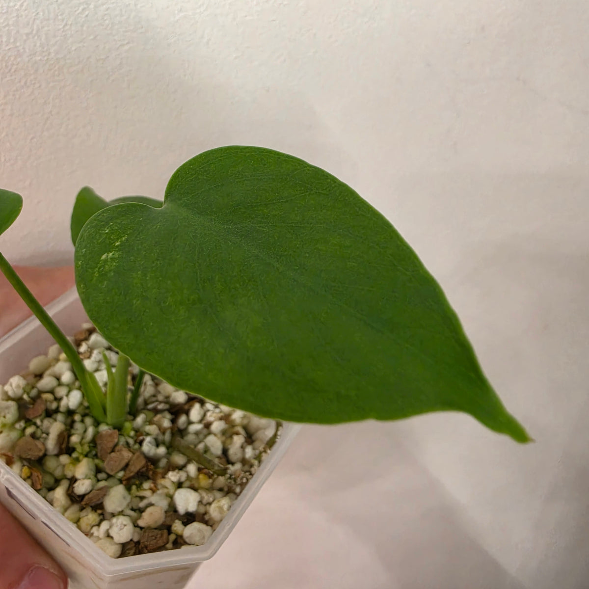Monstera Devil Monster – Lightly Variegated / Speckled – Exact Plant (L2)