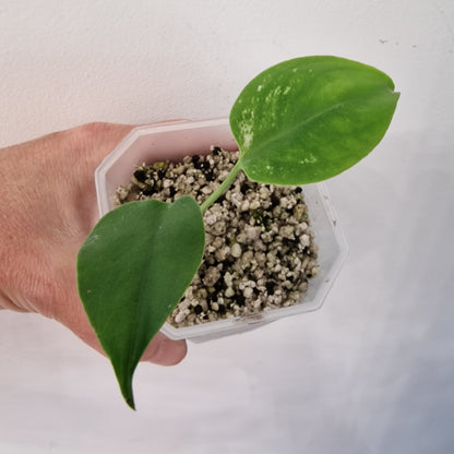 Monstera Devil – Acclimatised TC - Exact Plant (4)