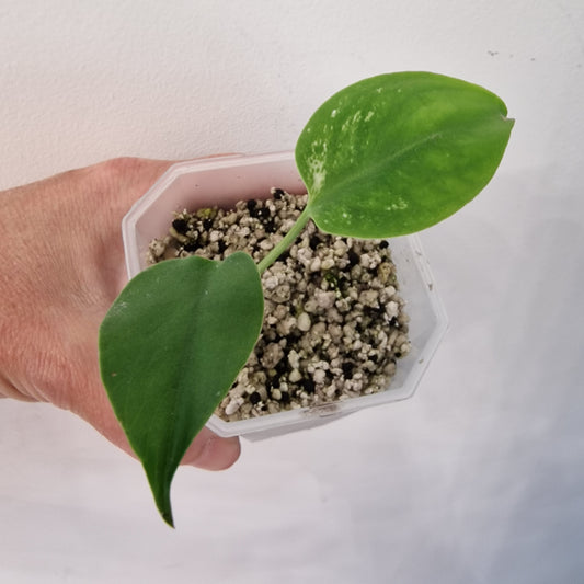 Monstera Devil – Acclimatised TC - Exact Plant (4)