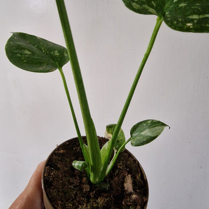 Monstera Thai Constellation Rare Houseplant 11cm pot