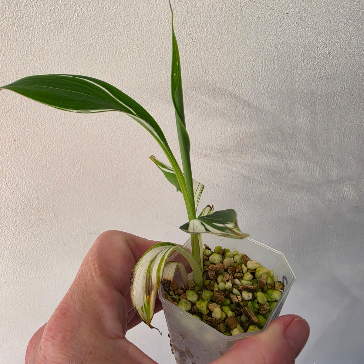 Musa ‘Hawaii’ Variegated – Established | Exact Plant #2