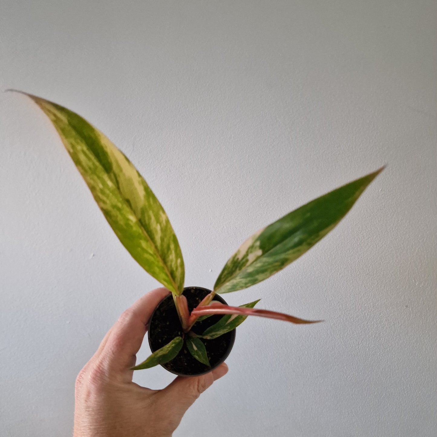 Philodendron Caramel Marble – 6cm Pot (#2)