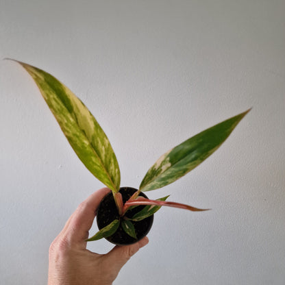 Philodendron Caramel Marble – 6cm Pot (#2)