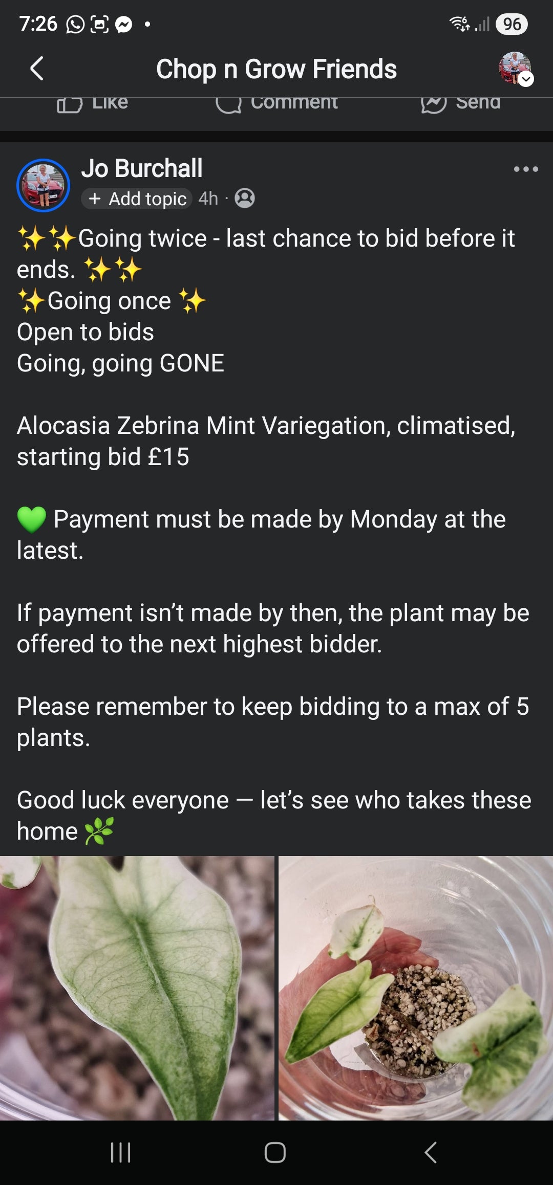 Sunday sales- Gaynor Zebrina Mint