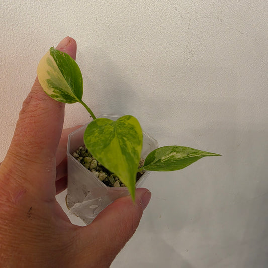 Monstera Aurea – Exact Plant No. 6 - See Description