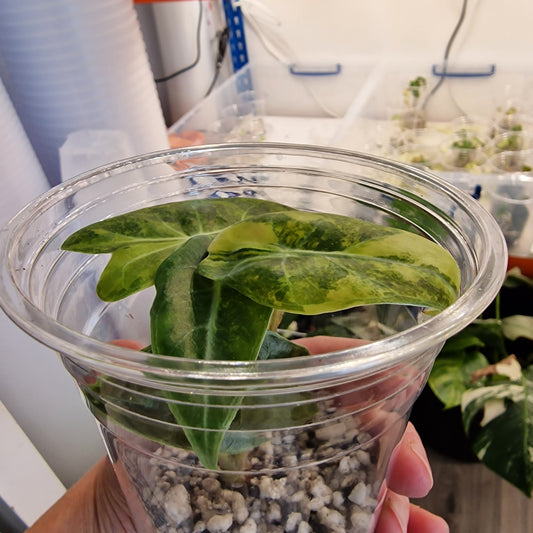 Alocasia Suhirmaniana Aurea Variegation – Exact Plant (1)