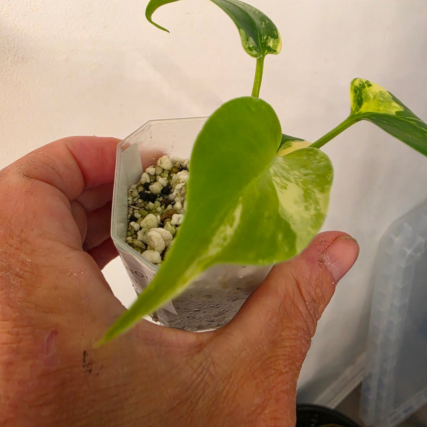 Monstera Lemon Pom Pom – Exact Plant No. 6 - See Description