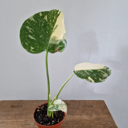 Monstera Thai Constellation Half Moon variegation Rare Houseplant 8cm pot (b)