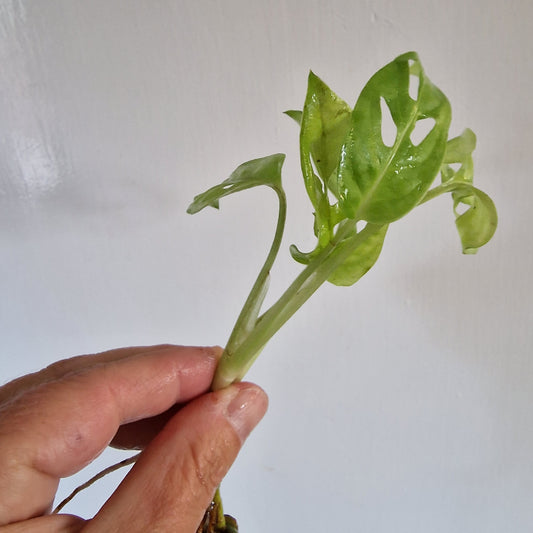 Monstera Adansonii Lightly Variegated rooted in Water