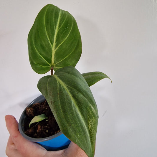 Philodendron Gloriosum Baby Houseplant 9cm pot