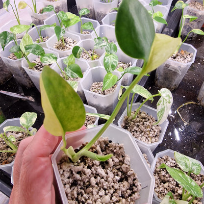 Monstera Electrolight Variegated – Exact Plant (#1)