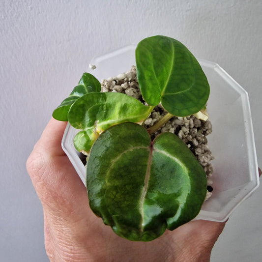 Anthurium Wonderboy × Michelle exact plant (#5)