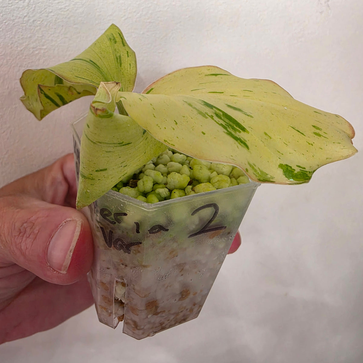 Kaempferia Pulchra Variegata – Established | Exact Plant #2