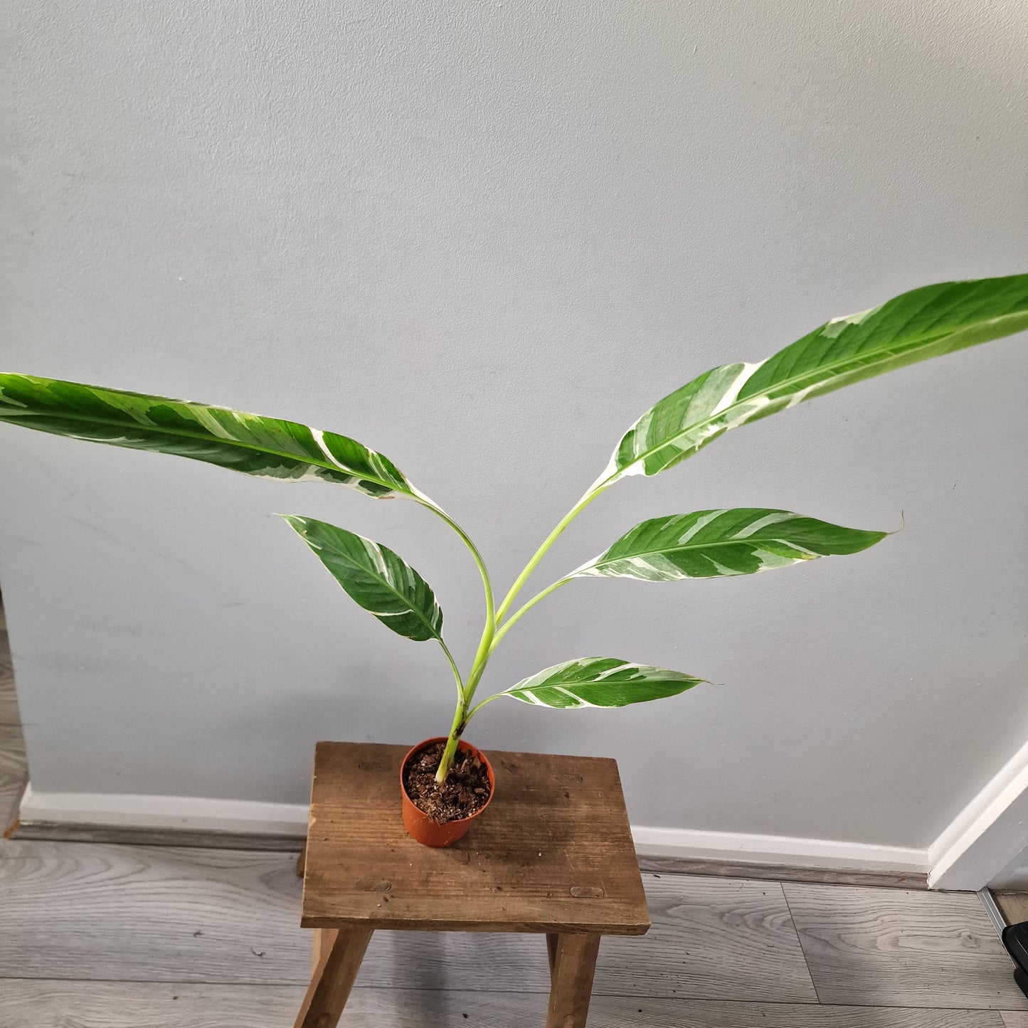 Musa ‘Florida’ – 10.5cm Pot (#5)