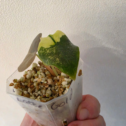 Alocasia Cuprea ‘Latte Gold’ – Acclimatised Tissue Culture | Exact Plant #7