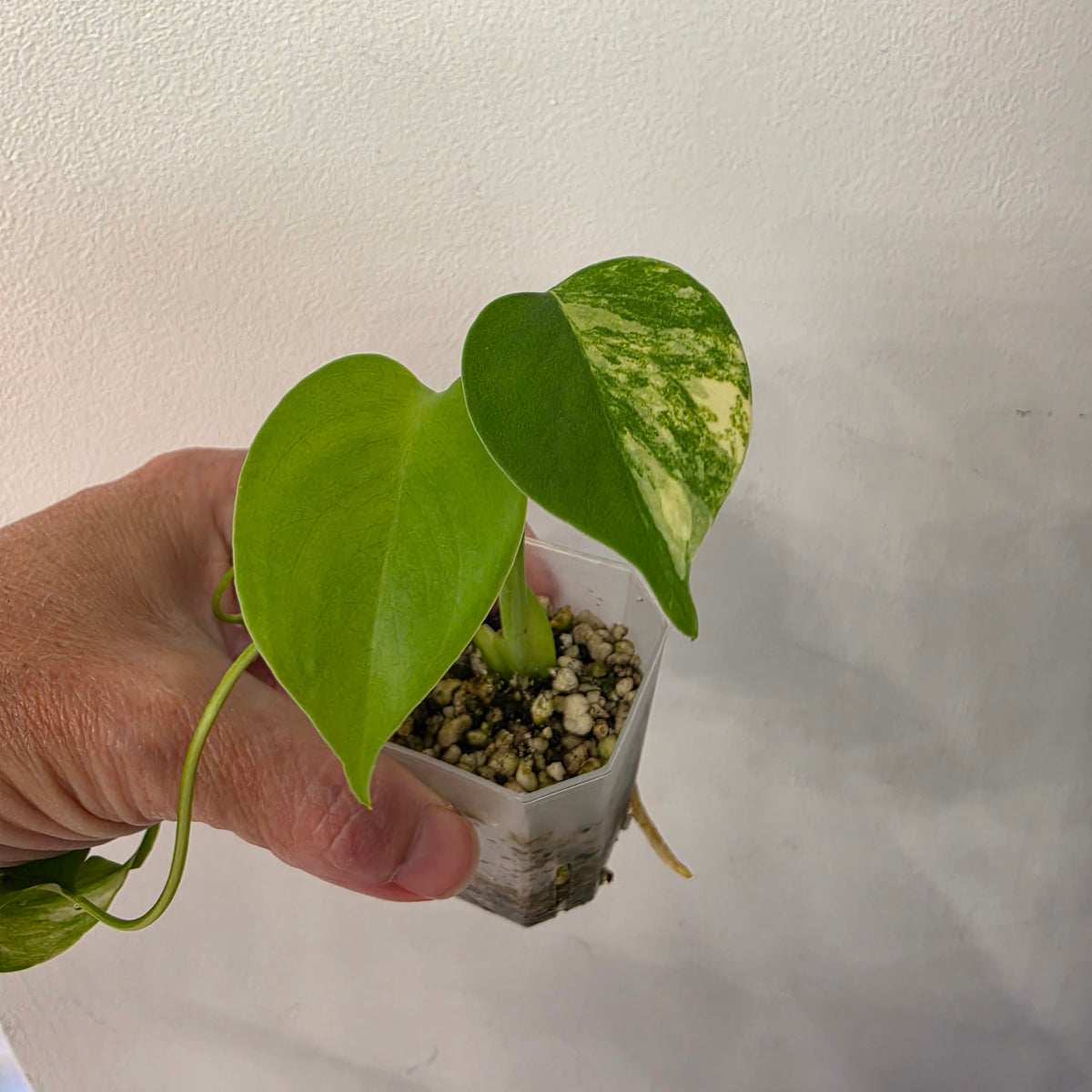 🌿 THE MOTHER OF ALL MONSTERA BUNDLES - SEE DESCRIPTION! 🌿