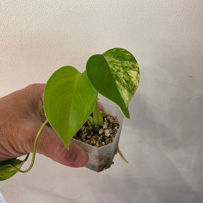 🌿 THE MOTHER OF ALL MONSTERA BUNDLES - SEE DESCRIPTION! 🌿