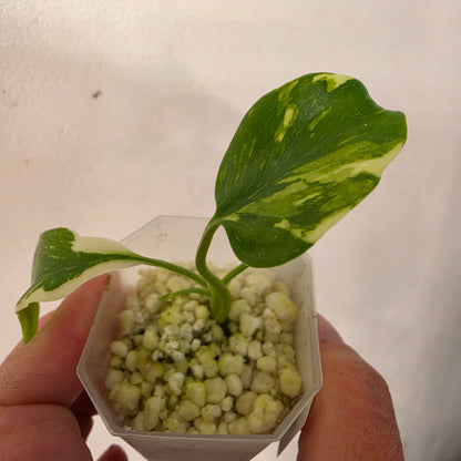 Monstera Electrolight – Exact Plant No. 2  - See Description