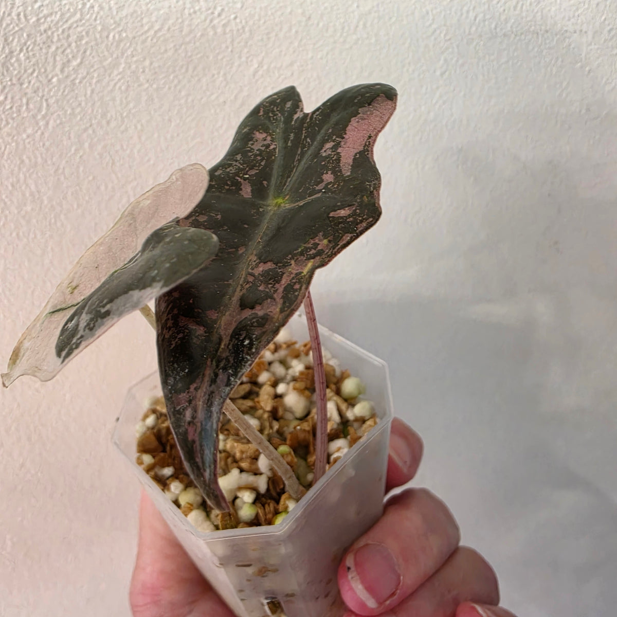 Alocasia Pink Nobilis Variegated – Fully Acclimatised | Exact Plant #5