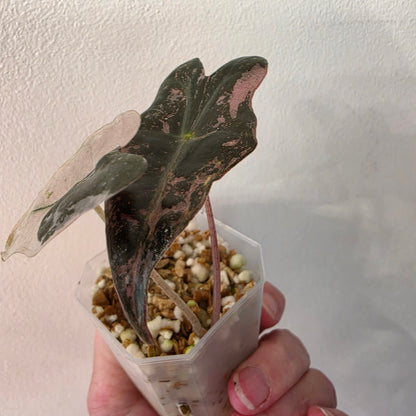 Alocasia Pink Nobilis Variegated – Fully Acclimatised | Exact Plant #5