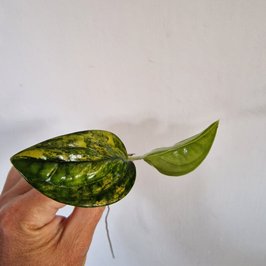 Monstera Variegated Peru rooting in Water